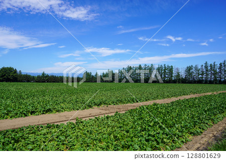Beet fields in front of Koufuku Station, where leaves are shriveled in the scorching heat Beet fields in front of Koufuku Station, where leaves are shriveled in the scorching heat 128801629