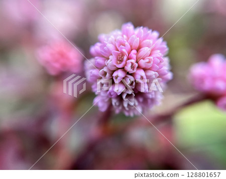 Close-up of a small buckwheat flower Close-up of a small buckwheat flower 128801657