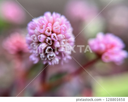 Close-up of a small buckwheat flower 128801658