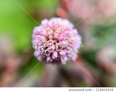 一朵小蕎麥花的特寫 一朵小蕎麥花的特寫 128801659