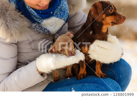 Woman playing with dogs during winter Woman playing with dogs during winter 128801999