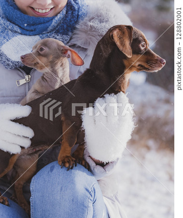 Woman playing with dogs during winter 128802001