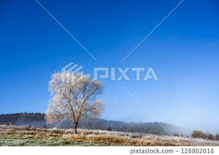 Grass with morning frost surrounds a lonely tree in foggy autumn valley Grass with morning frost surrounds a lonely tree in foggy autumn valley 128802018