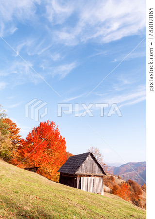 Wooden house in open meadow surrounded by red-leaved beech forest 128802065