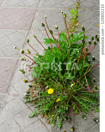 Urban Dandelions Growing Between Sidewalk Cracks on Patterned Concrete in a City Street 128802210
