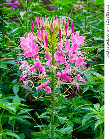 Vibrant Pink Spider Flower, Cleome hassleriana, Blooming in a Lush Green Garden Vibrant Pink Spider Flower, Cleome hassleriana, Blooming in a Lush Green Garden 128802218