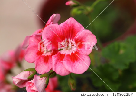 flower, blossom, bloom 128802297