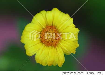 Beautiful Flowers Blooming In The Garden, Bodrum Turkey	. Macro Photography. 128802299