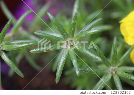 flower, blossom, bloom 128802302