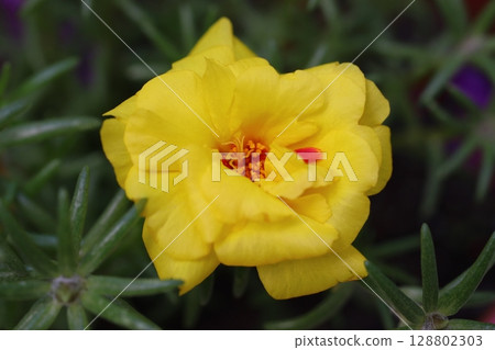 Beautiful Flowers Blooming In The Garden, Bodrum Turkey	. Macro Photography. 128802303