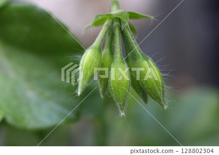 flower, blossom, bloom 128802304