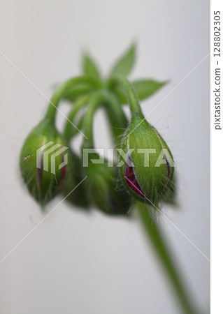 flower, blossom, bloom 128802305