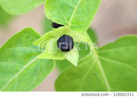 Beautiful Flowers Blooming In The Garden, Bodrum Turkey.. Macro Photography. 128802311