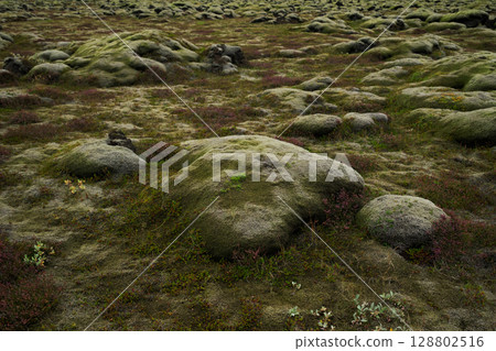 Lava field in Iceland covered with thick moss and low vegetation. Concept of fragile ecosystems, biodiversity, environmental purity, geological history and untouched Earth. 128802516
