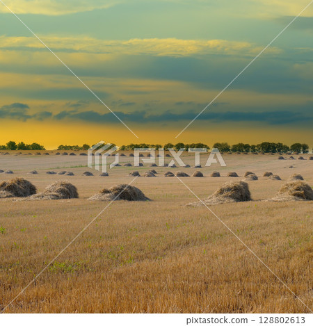 A field with haystacks on a summer or early autumn evening with a cloudy sky in the background. A field with haystacks on a summer or early autumn evening with a cloudy sky in the background. 128802613