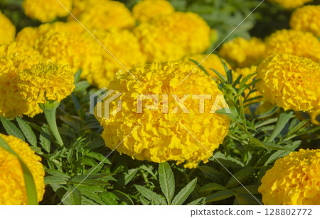 Close-up of Bright Yellow Marigold Flower in the Garden. Bright Yellow Marigolds bloom in the sunlight. Vibrant Nature background. Close-up of Bright Yellow Marigold Flower in the Garden. Bright Yellow Marigolds bloom in the sunlight. Vibrant Nature background. 128802772