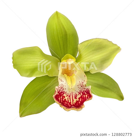 Green Cymbidium Orchid Flower Isolated on White Background with clipping path. Floral design element for cards, invitations, posters. Green Cymbidium Orchid Flower Isolated on White Background with clipping path. Floral design element for cards, invitations, posters. 128802773