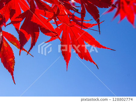 Vibrant Red Maple Leaves of Acer palmatum Against Blue Sky in Fall Season with copy space for text or design. Close-up macro photography of autumn foliage background showing seasonal color change. Vibrant Red Maple Leaves of Acer palmatum Against Blue Sky in Fall Season with copy space for text or design. Close-up macro photography of autumn foliage background showing seasonal color change. 128802774