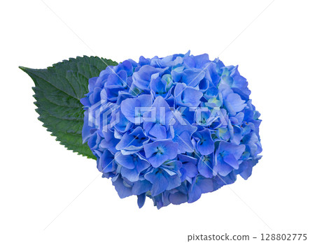 Inflorescence of the Blue tenderly flowers of Hydrangea with green leave isolated on white background with clipping path. Floral design element for cards, invitations, posters. 128802775