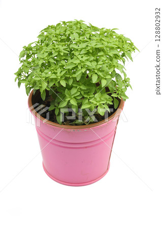 Green basil in pink pot isolated on white Green basil in pink pot isolated on white 128802932