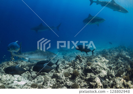 Group of Tiger sharks swims underwater in ocean. Sharks in Maldives 128802948
