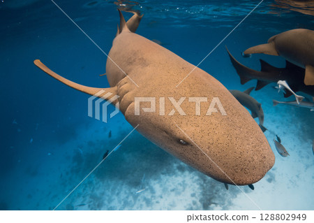 Close up view of Nurse shark swim in blue ocean. 128802949