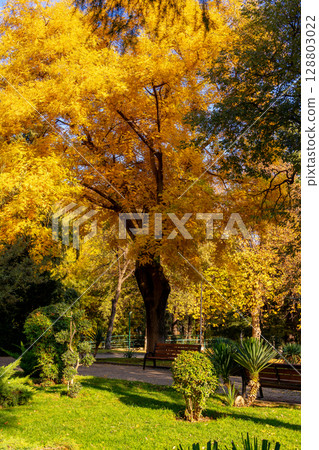 Public park in Tbilisi during autumn. Beautiful autumn landscape 128803022