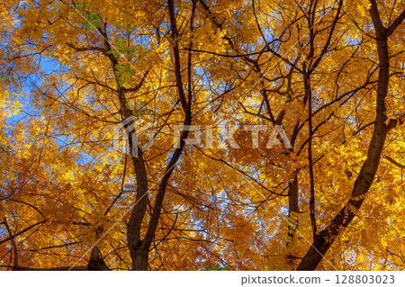 Yellow leaves against a blue sky in an autumn landscape Yellow leaves against a blue sky in an autumn landscape 128803023