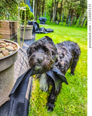 Funny black dog with black head cover standing on grass in garden near forest. High quality photo 128803135