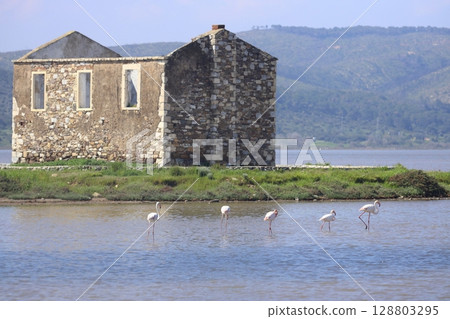 Flamingos Fed In The Wetland in bodrum turkey. Migrating flamingos feed in shallow water. 128803295