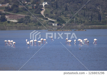 Flamingos Fed In The Wetland in bodrum turkey. Migrating flamingos feed in shallow water. 128803296