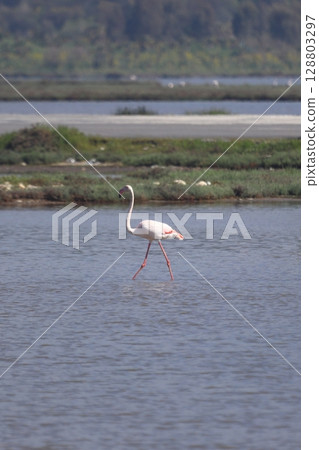 Flamingos Fed In The Wetland in bodrum turkey. Migrating flamingos feed in shallow water. 128803297