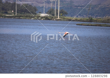 Flamingos Fed In The Wetland in bodrum turkey. Migrating flamingos feed in shallow water. Flamingos Fed In The Wetland in bodrum turkey. Migrating flamingos feed in shallow water. 128803298