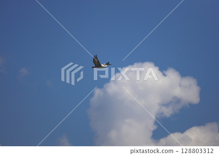 white pelican in flight with spread wings at sunset. a wild bird flies against a blue sky with white clouds. beauty in the wild 128803312