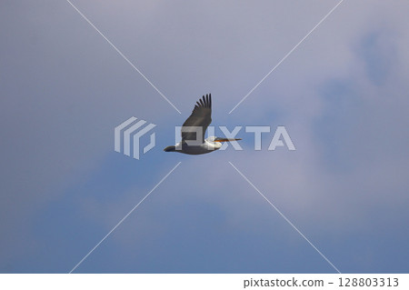 white pelican in flight with spread wings at sunset. a wild bird flies against a blue sky with white clouds. beauty in the wild 128803313