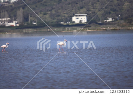 Flamingos Fed In The Wetland in bodrum turkey. Migrating flamingos feed in shallow water. Flamingos Fed In The Wetland in bodrum turkey. Migrating flamingos feed in shallow water. 128803315
