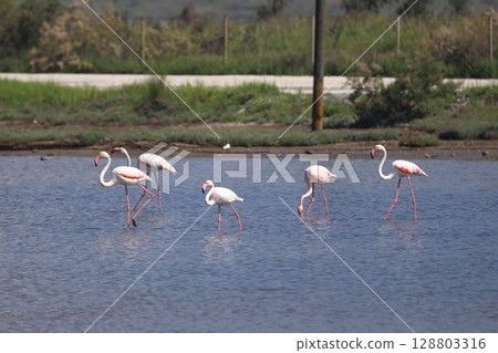 Flamingos Fed In The Wetland in bodrum turkey. Migrating flamingos feed in shallow water. Flamingos Fed In The Wetland in bodrum turkey. Migrating flamingos feed in shallow water. 128803316