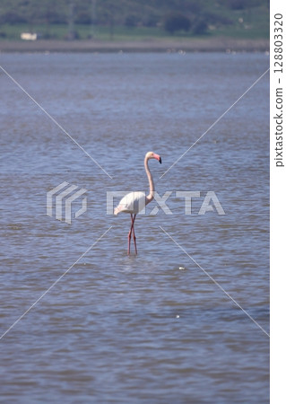 Flamingos Fed In The Wetland in bodrum turkey. Migrating flamingos feed in shallow water. 128803320