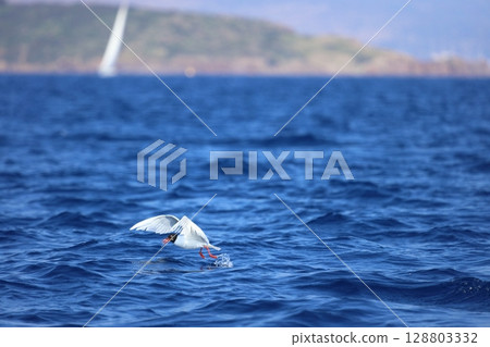 Closeup of a Black-Headed Gull, Chroicocephalus ridibundus flying over a sea. Adult winter plumage 128803332