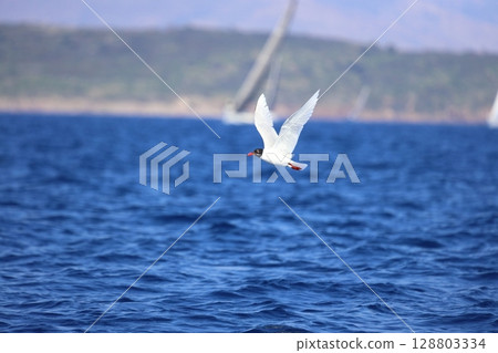 Closeup of a Black-Headed Gull, Chroicocephalus ridibundus flying over a sea. Adult winter plumage Closeup of a Black-Headed Gull, Chroicocephalus ridibundus flying over a sea. Adult winter plumage 128803334