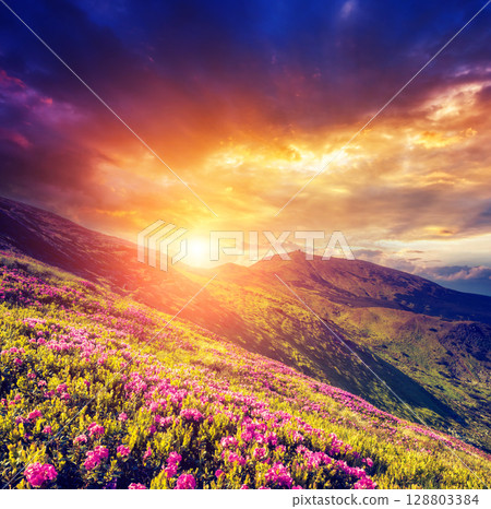 Fantastic pink flowers Fantastic pink flowers 128803384