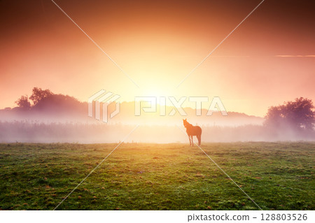 horses grazing on pasture horses grazing on pasture 128803526