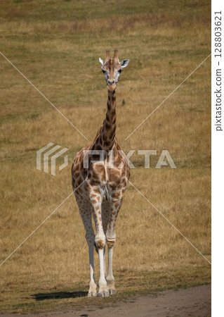 Giraffe (Giraffa camelopardalis) walking 128803621