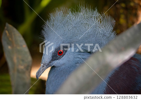 Western crowned pigeon lat. Goura cristata Western crowned pigeon lat. Goura cristata 128803632