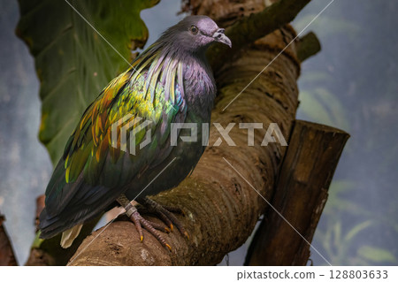 Nicobar pigeon (Caloenas nicobarica). Wildlife animal. Nicobar pigeon (Caloenas nicobarica). Wildlife animal. 128803633