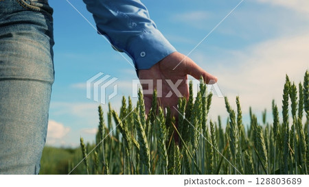 Exploring wheat fields, Agriculture close up, Man s hand in farmland, Caring for wheat, Beautiful farming landscape, Morning in the village, Life on a farm, Nature in a palm, Wheat growing strong 128803689
