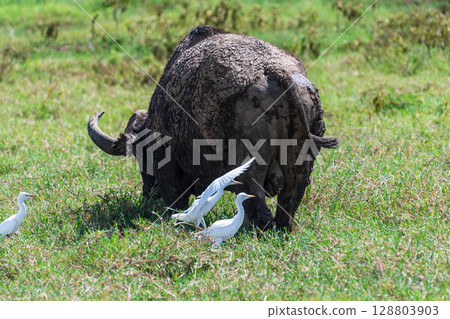 Buffalos in Lake Nakuru National park Buffalos in Lake Nakuru National park 128803903