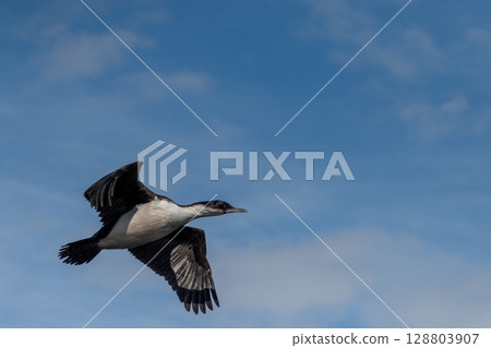 Close-up of a flying Antarctic Shag Close-up of a flying Antarctic Shag 128803907