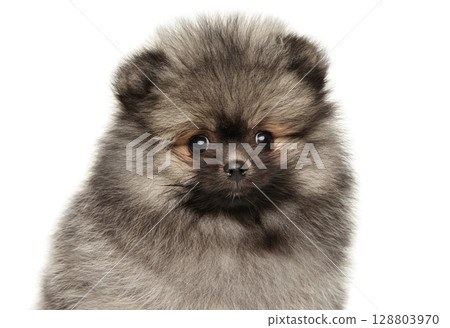 Fluffy Pomeranian Puppy With Soulful Eyes. Close-up Fluffy Pomeranian Puppy With Soulful Eyes. Close-up 128803970
