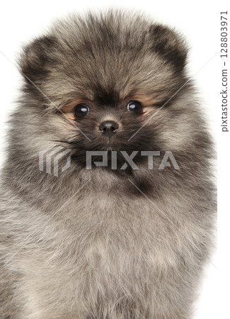 Adorable Fluffy Pomeranian Puppy With Expressive Wide Eyes Adorable Fluffy Pomeranian Puppy With Expressive Wide Eyes 128803971